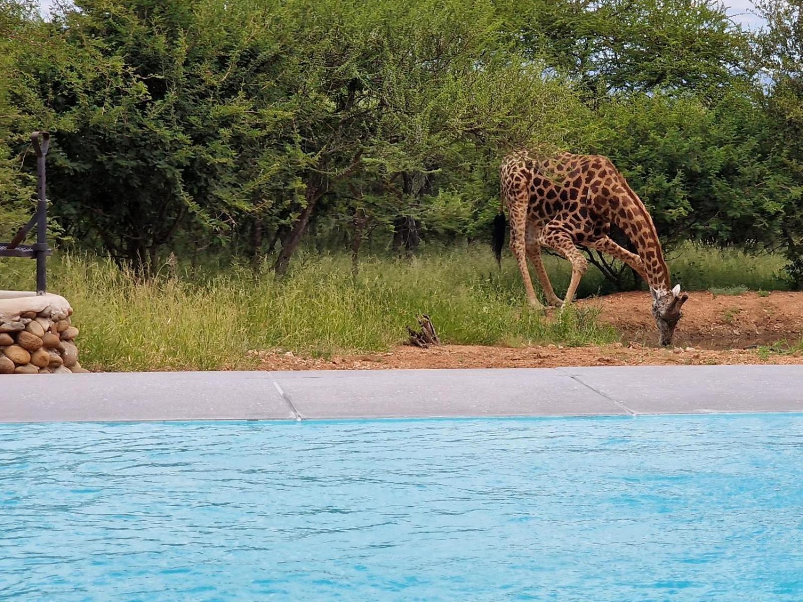 הודספרויט Thandolwami Bushlodge & Spa מראה חיצוני תמונה